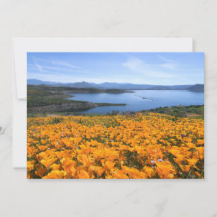Vatten Kalifornien Sjö med gyllene Poppies Tack Kort