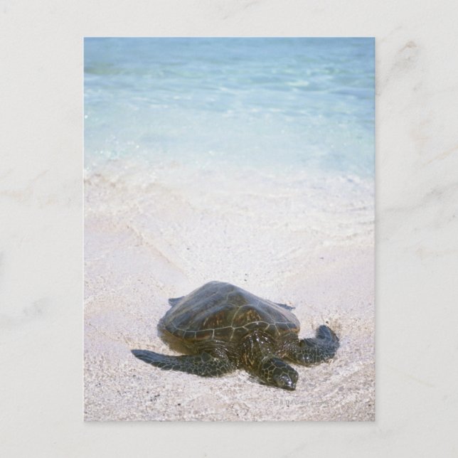 Vatten kant vykort (Framsida)