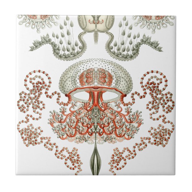 Vatten- keramik för manet för liv~-Haeckel ~ Kakelplatta (Framsidan)