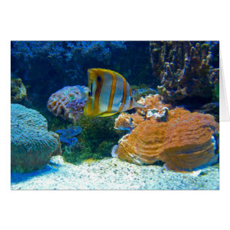 Vatten- Lanscape OBS Kort