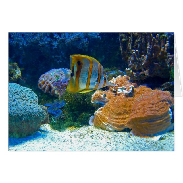 Vatten- Lanscape OBS Kort (Framsidan Horizontal)