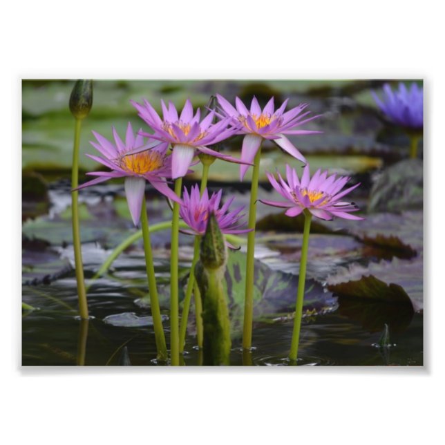 Vatten Lilies! Fototryck (Framsidan)