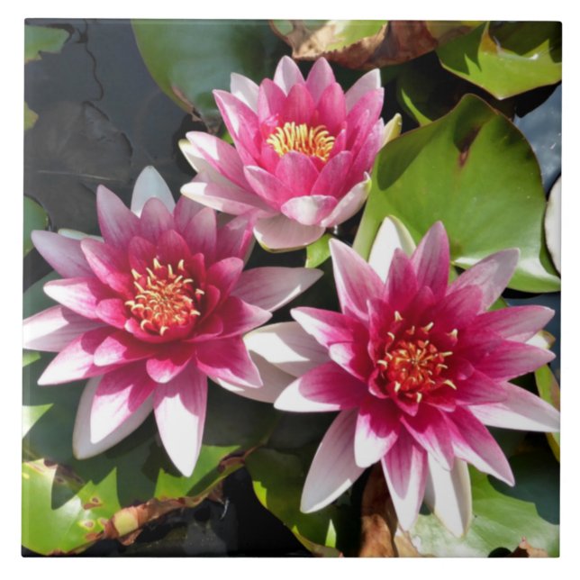Vatten Lilies i blomning Kakelplatta (Framsidan)