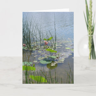 Vatten Lilies i Pond Tack Kort