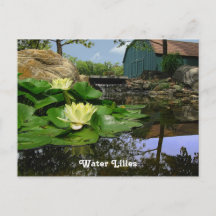 Vatten Lilies i Pond