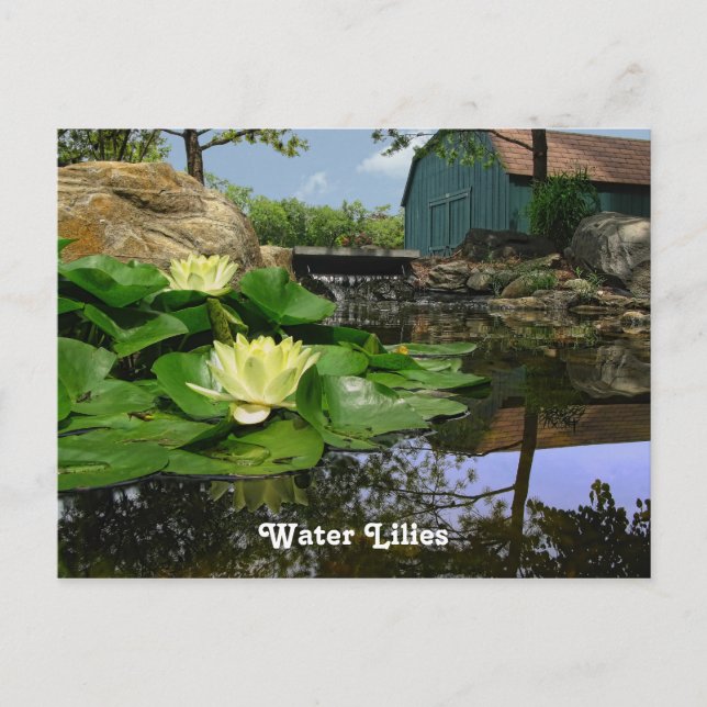 Vatten Lilies i Pond Vykort (Framsida)