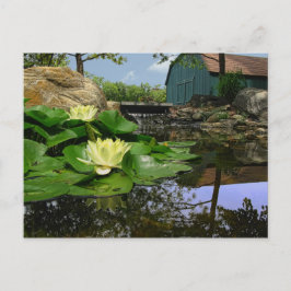Vatten Lilies i Pond Vykort