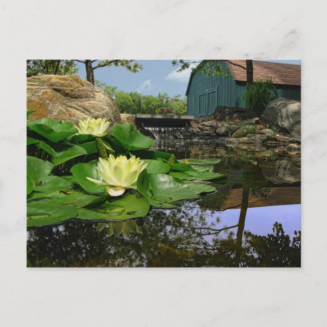 Vatten Lilies i Pond Vykort (Framsida)