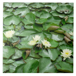Vatten Lilies Kakelplatta