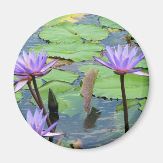 Vatten Lilies Magnet