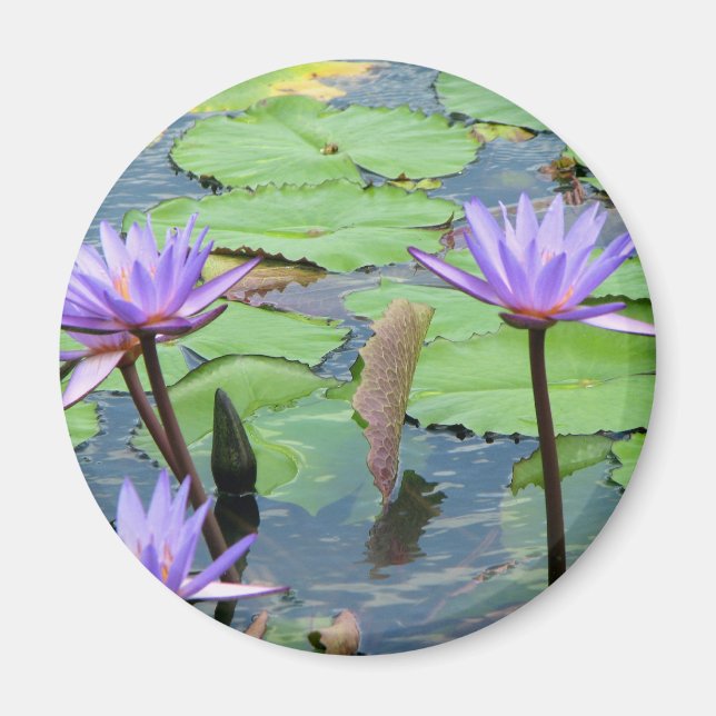 Vatten Lilies Magnet (Framsidan)