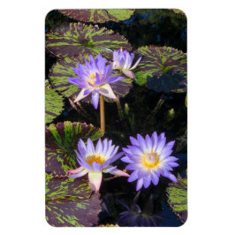 Vatten Lilies Magnet