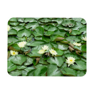 Vatten Lilies Magnet
