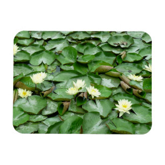 Vatten Lilies Magnet