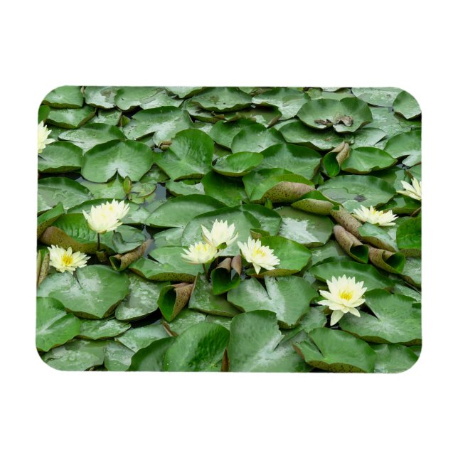 Vatten Lilies Magnet (Horisontell)