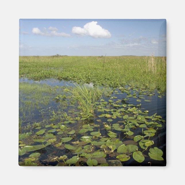 Vatten lilies och såggräs i Florida everglades Magnet (Framsidan)