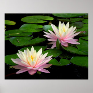 Vatten Lilies-paret Poster