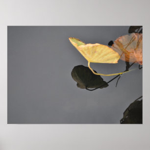 Vatten Lilies Poster