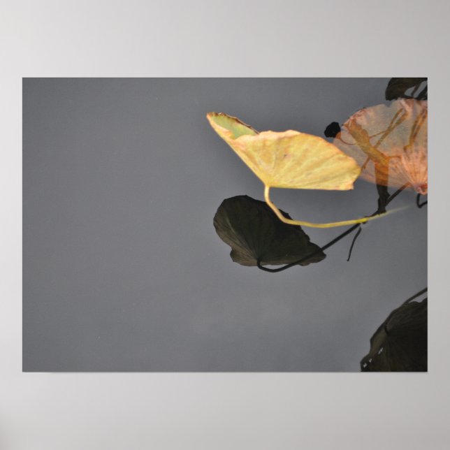 Vatten Lilies Poster (Framsidan)