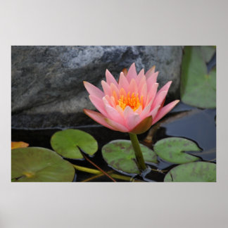 Vatten Lilies Poster