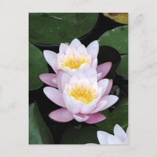 Vatten Lilies vykort