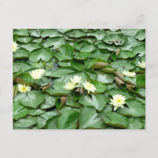 Vatten Lilies Vykort
