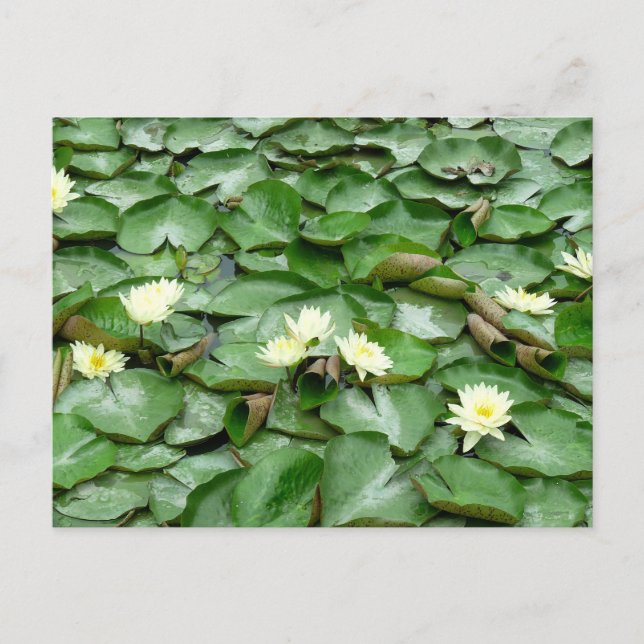 Vatten Lilies Vykort (Framsida)