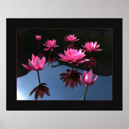 Vatten lilja poster