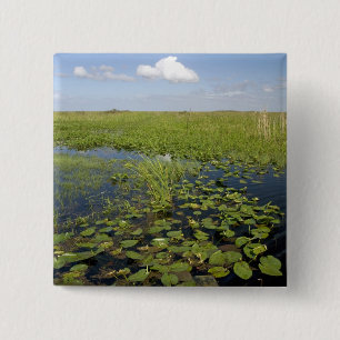 Vatten liljor och såggräs i Florida everglades Knapp