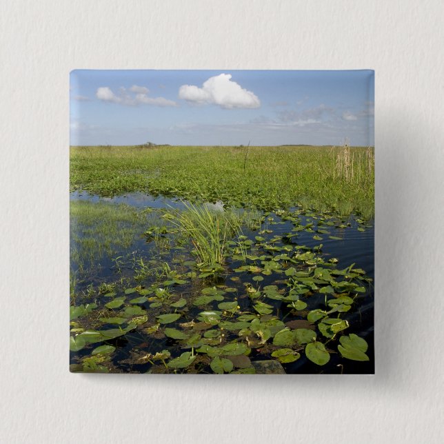 Vatten liljor och såggräs i Florida everglades Knapp (Framsida)