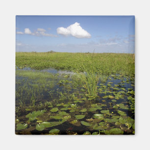Vatten liljor och såggräs i Florida everglades Magnet