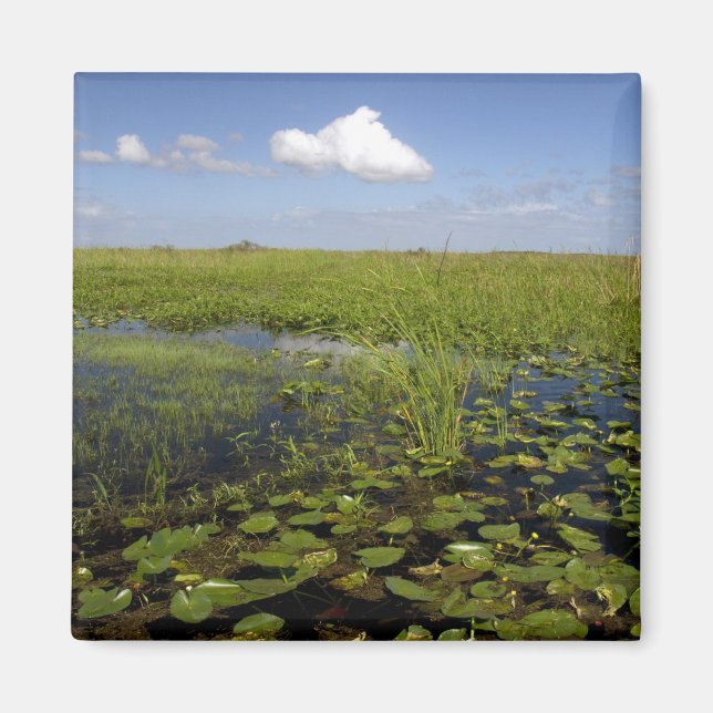 Vatten liljor och såggräs i Florida everglades Magnet (Framsidan)