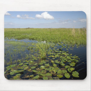 Vatten liljor och såggräs i Florida everglades Musmatta