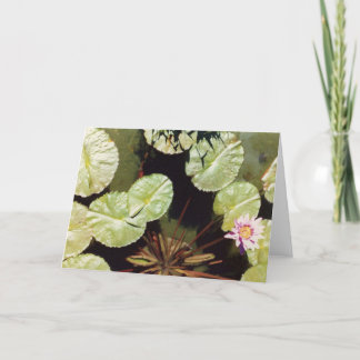 Vatten Lillies 02 Kort
