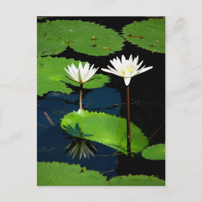 Vatten lillies, El Golfete, Guatemala Vykort (Framsida)