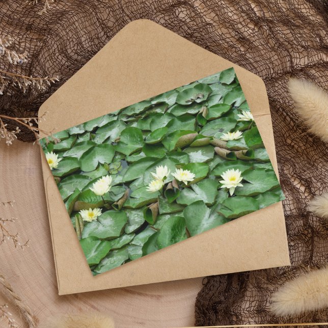 Vatten Lillies Kort (Skapare uppladdad)