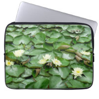 Vatten Lillies