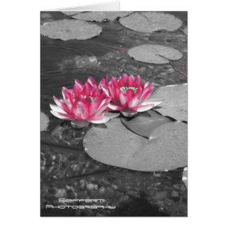 vatten lillies OBS kort