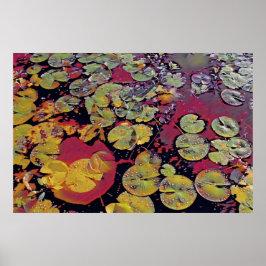 Vatten Lillies Poster