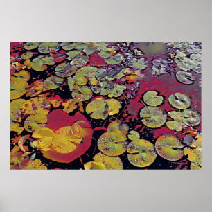 Vatten Lillies Poster