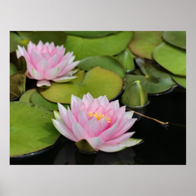 Vatten Lillies Poster (Framsidan)