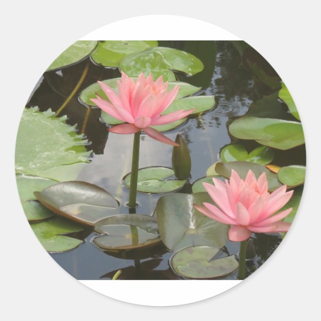 Vatten Lillies Runt Klistermärke (Framsida)
