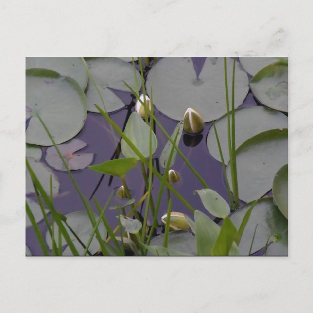 Vatten lillies vykort (Framsida)