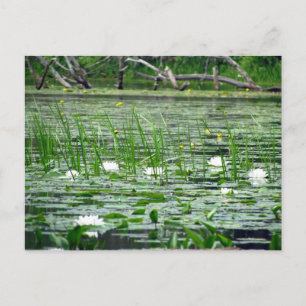 Vatten Lillies vykort