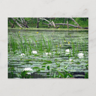 Vatten Lillies vykort