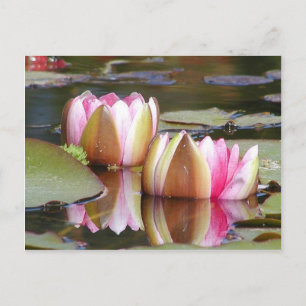 Vatten Lillies Vykort