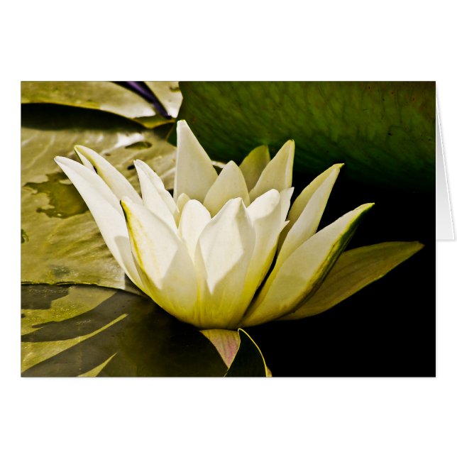 Vatten lilly Card Hälsningskort (Framsidan Horizontal)