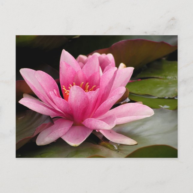Vatten Lilly Card Vykort (Framsida)