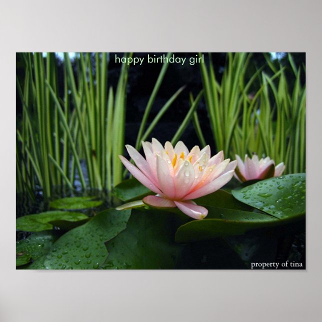 Vatten lilly efter regn poster (Framsidan)