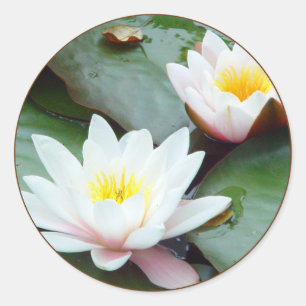 Vatten Lilly-klistermärke Runt Klistermärke